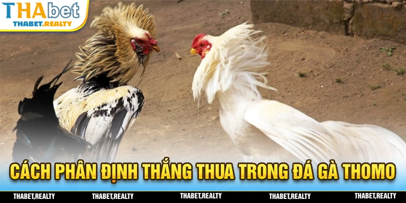 Đá Gà Thomo - Đấu Trường Của Những Chiến Kê Top Đầu 2025 2 Chia sẻ cách phân định thắng thua trong trò chơi đá gà THOMO